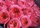 Купить Букет из 15 пионовидных розовых роз 70 см Pink Expression в  с бесплатной доставкой: цена, фото, описание